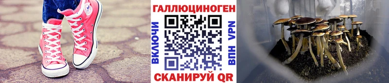 Галлюциногенные грибы прущие грибы  Облучье 